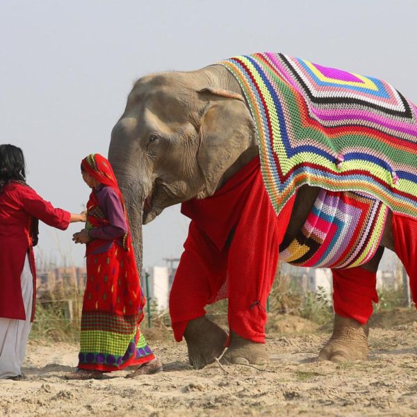 Women Knit Custom Sweaters for Elephants